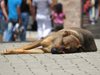 Лекуват от стрес с класическа музика  бездомни животни в Истанбул