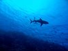 Властите в Самоа обособиха резерват за акули