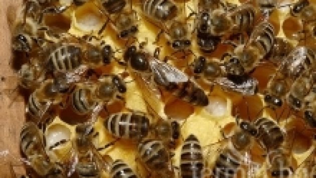 Пчеларят не бива да се заблуждава, че всичко е наред в кошера, защото е пълен с пчели. Факт е, че през този период - края на медосбора и есента, семействата гъмжат от пчели, но повечето от тях са стари.
