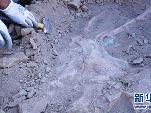 Учени откриха редки останки от бебе динозавър в Северен Китай