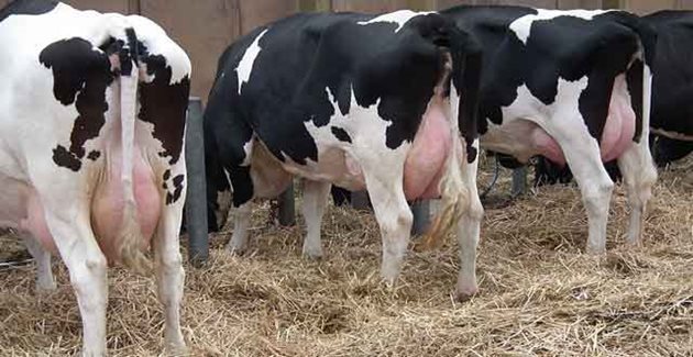Мастит, най-вече причинен от бактериална инфекция на млечната жлеза, е основният проблем с инфекциозните заболявания при млечните крави, като струва на световната млечна промишленост 16-26 милиарда евро годишно въз основа на глобална популация от млечни крави на 271 милиона млечни крави. Това не само причинява проблеми, свързани със здравето и благосъстоянието на заразените крави, но се смята, че употребата на лекарства, използвани за лечение на животните, е значима причина за световното повишав