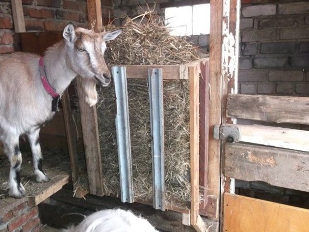 На денонощие козата трябва да приеме 12 грама калций и 7 грама фосфор. Най-често това става със солта за близане.