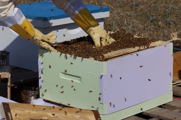 При подвижното пчеларство, медът може да се центрофугира в подвижна пчеларска барака, когато в момента има принос на нектар.