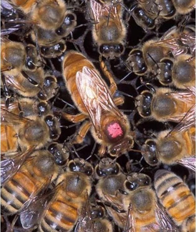 Всеки пчелар трябва да осигури необходимите условия за нормалната работа на пчелата майка