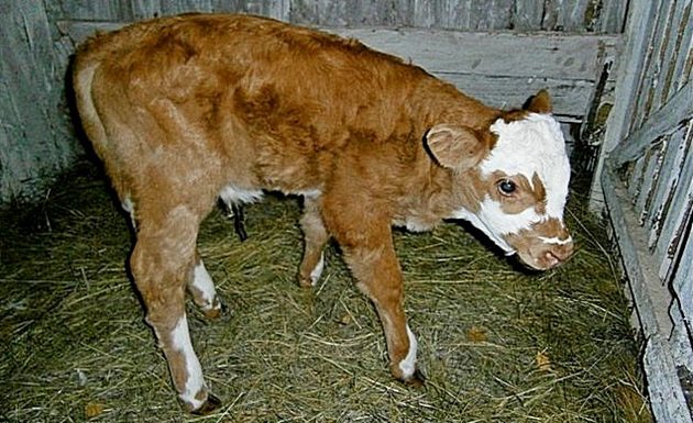 Телето получава храна от майчиния организъм. Затова храненето на бременните крави трябва да включва пълен набор от витамини и минерали
