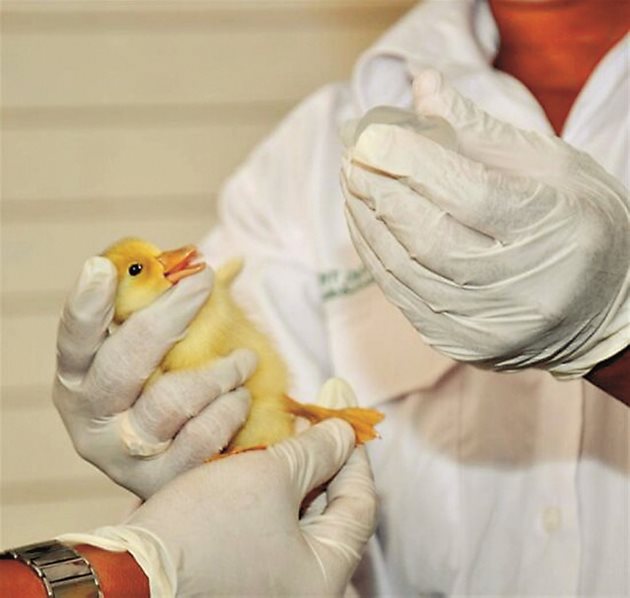 Антибиотичната резистентност при животните и птиците за храна има пряко и косвено въздействие върху човешкото здраве.