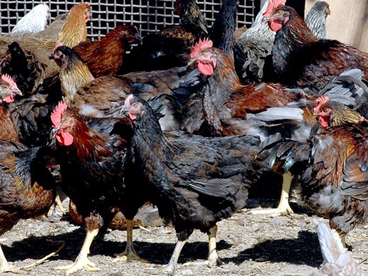 Нидерландия умъртвява още 300 000 пилета заради епидемия от птичи грип