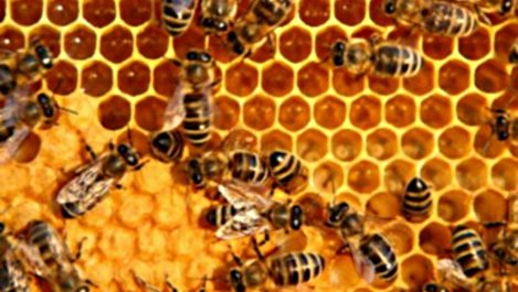 Прополисът - пчелният антибиотик