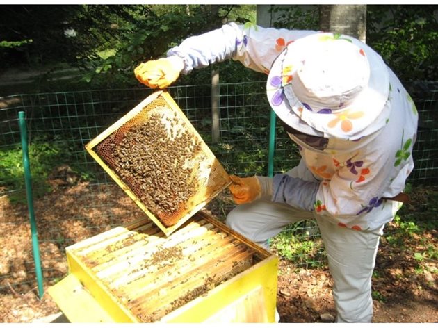 Пчелните семейства трябва да имат поне на 6-7 пити пило, за благополучното зимуване и интензивно пролетно развитие