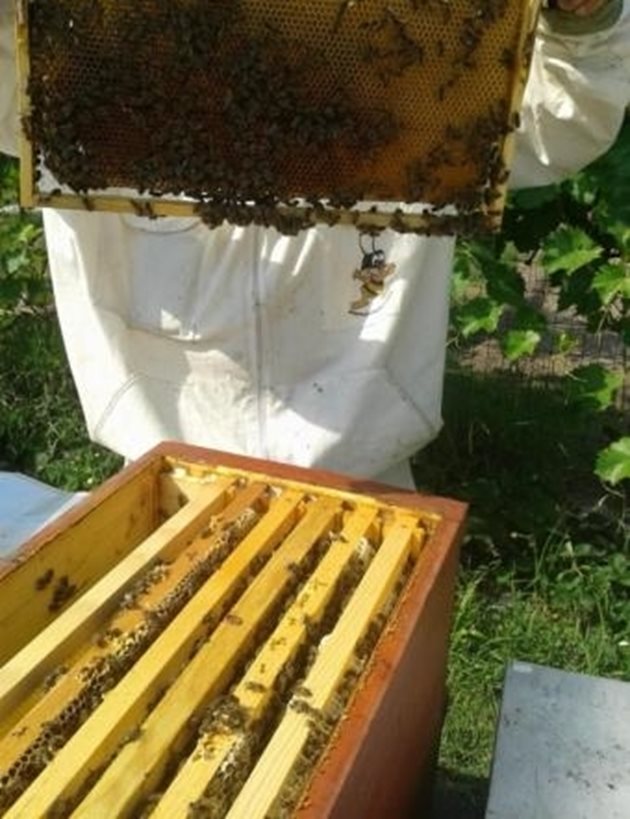 Гнездото се стеснява, за да облекчи пчелите при поддържането на оптимален температурен режим през зимата