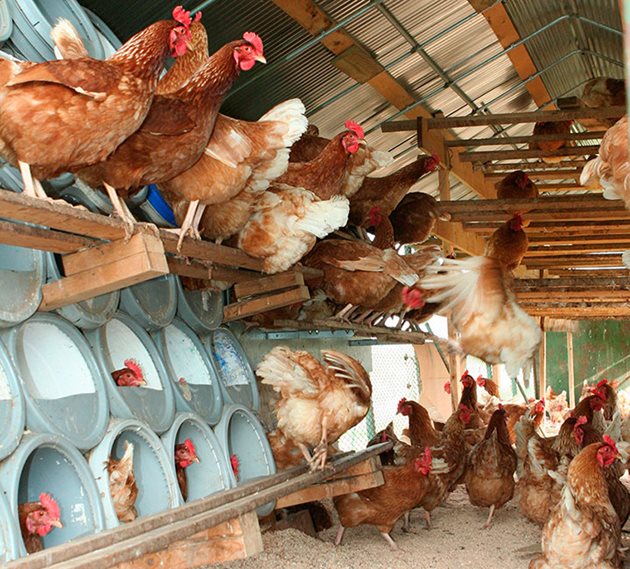 Храненето на птиците в семейните ферми трябва да отговаря на световно приетите норми за съдържанието на хранителни, минерални вещества и витамини, съчетани със съответното количество обменна енергия