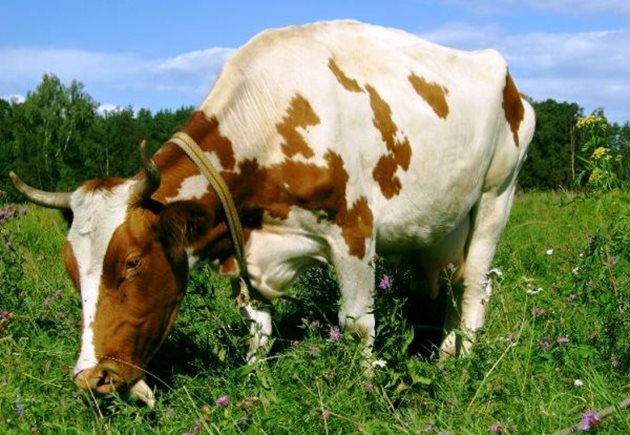В много редки случаи солеността на млякото може да е предизвикана от фураж - ако кравата е изяла някакво растение на пасището