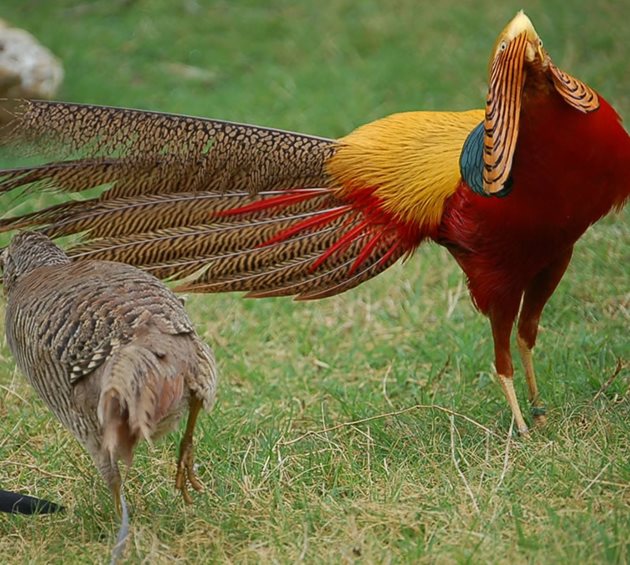 Златен фазан - самец и самка