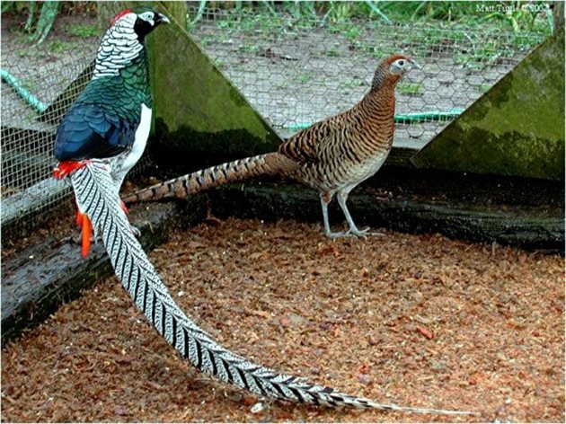 Диамантен фазан - самец и самка