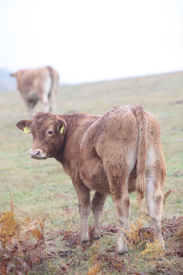 В месодайното говедовъдство най-важно е отглеждането на единствения пазарен продукт - телетата
