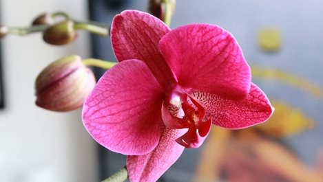Полезни съвети за отглеждане на различни видове орхидеи