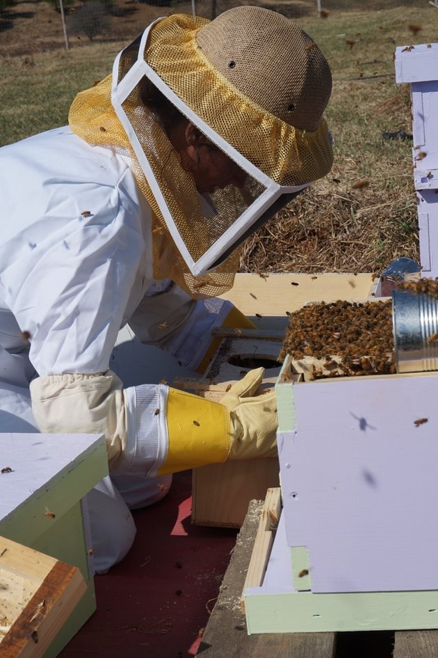 Когато центърът на гнездото е останал без храна, трябва да направи преразпределение на медовите запаси. Или да даде пити с мед от склада, независимо ниските температури.