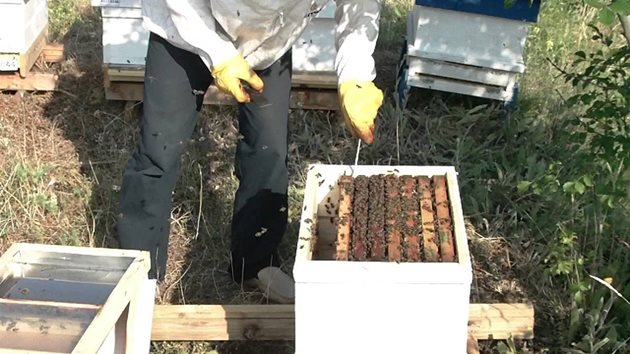 Някой от принципите на 10-те заповеди за натурално пчеларство са леко променени, за да отговарят на особеностите, характерни за нашите природни дадености, напомнят от beesnatural.com. Снимка YouTube