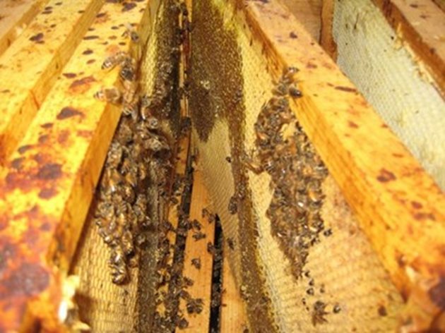 През есента пчеларят не бива да допуска манов мед в зимните запаси. Възможно е да е събран такъв мед през есента, но той трябва да се замени с нектарен мед или със захарен сироп. Добра предпазна мярка е осигуряването на паша и през есента.