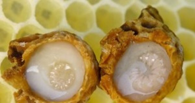С маточно млечице пчелите – кърмачки хранят всички ларви в първите три дни след излюпването им.  Пчелните личинки в останалите денонощия се хранят с кашица – приготвена от мед, прашец, пчелно млечице и вода. През трите дни на хранене с маточно млечице ларвите на пчелите увеличават теглото си 250 пъти.