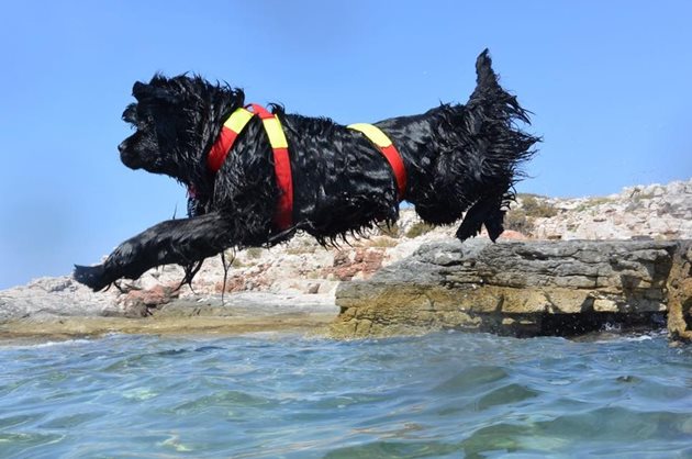 Снимки: Italian School of Water Rescue Dogs
