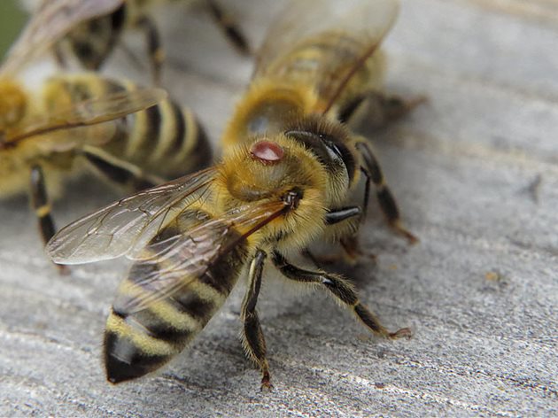 За една зима самката може да унищожи не само една пчела, тъй като за изхранването й са необходими 5,5 микролитра кръв, а пчелата има средно 4,3 микролитра.