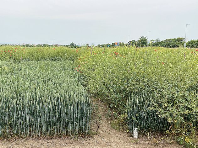Пшеница, третирана с Квелекс (вляво), вдясно е нетретирана контрола