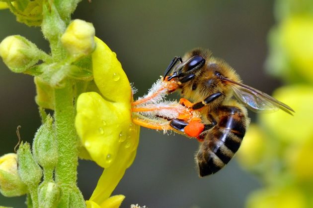Установена е също така и пряка зависимост между напълването на меденото стомахче на пчелата и концентрацията на захарозата в нектара. Така при 17%-ова концентрация на захарозата пчелите набирали в стомахчето си средно 42 милиграма храна