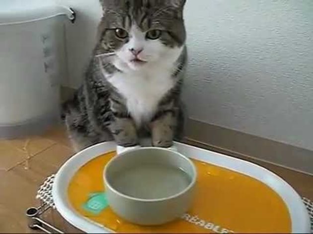 Какво количество вода изпива котката зависи от това с какво я храните и от външни фактори
Снимка: YouTube