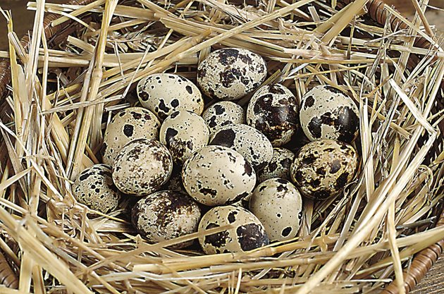 Знаете ли, че пъдпъдъчите яйца могат безопасно да се консумират и сурови, защото пъдпъдъците не са податливи на салмонелоза.