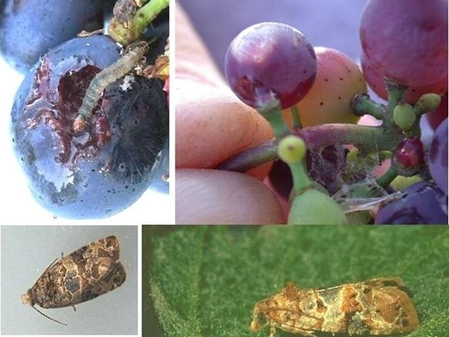 През всички фази на развитие шареният гроздов молец е много опасен неприятел