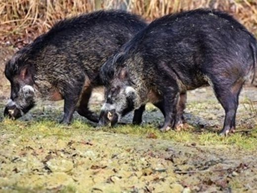 Започва груповият лов на диви свине, но с ограничения заради чумата