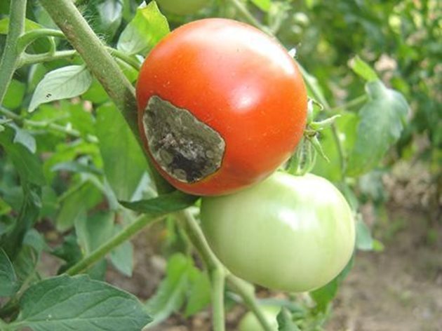 Върхово гниене по доматите, което  е признак на недостиг на калций.
