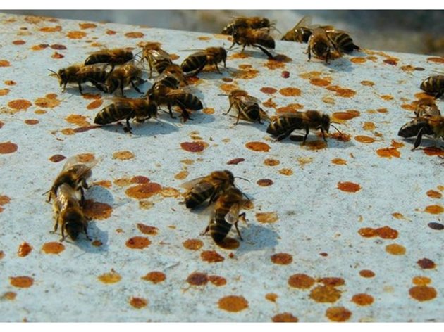 За да се избегне рецидив на болестта, пчелите се преместват на чисти, дезинфекцирани пити (на дезинфекция подлежат пити, не по-стари от 3 години), провежда се интензивно обновяване на гнездото.