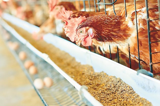 При кокошките носливостта през втората яйценосна година намалява с 15-20 на сто