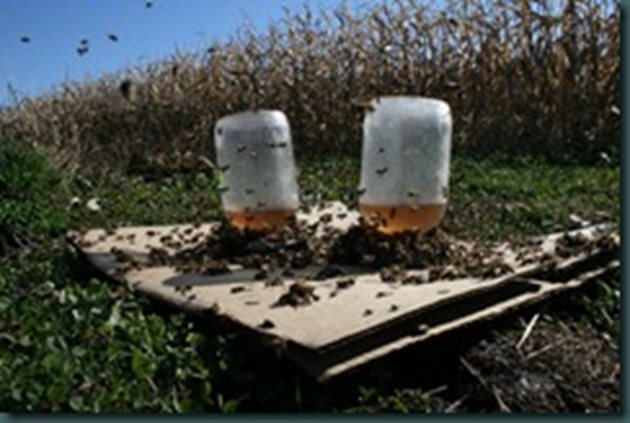 Какво показва опитът на професионалните пчелари: подхранването на пчелите се прави след последната главна пчелна паша през август - септември, в края на зимата и началото на пролетта.