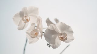 Тази подправка предпазва орхидеите