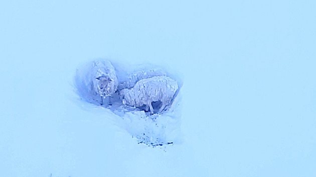 Овцата и двете й агнета в мразовития капан на планинско било в Северна Норвегия, община Тромсьо
Снимка: HELI TEAM
