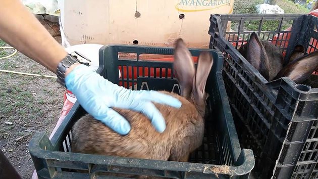 По-лесно ще ваксинирате зайците, като ги сложите в щайга