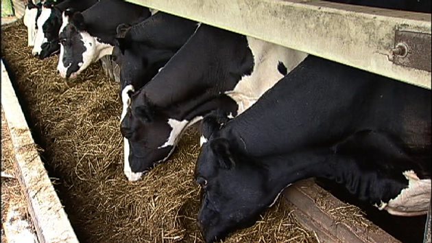 По-често хранените крави произвеждат с 3% повече мляко с 8% по-висока масленост основно заради потреблението на по-голямо количество влакнини.
Снимка: Twitter
