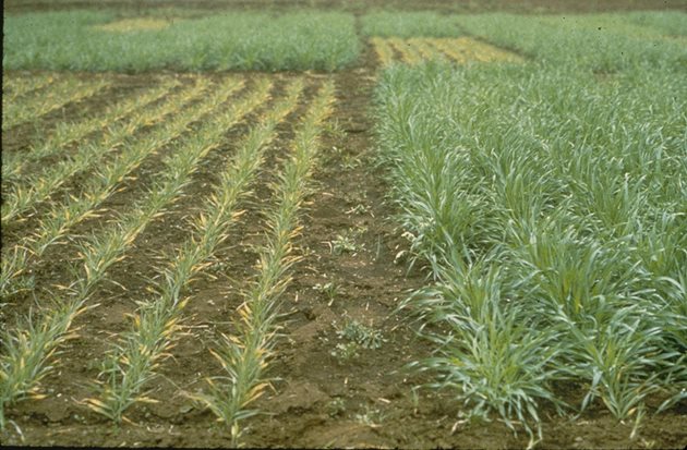Фосфорен дефицит в опит с пшеница на много бедна с достъпен фосфор почва