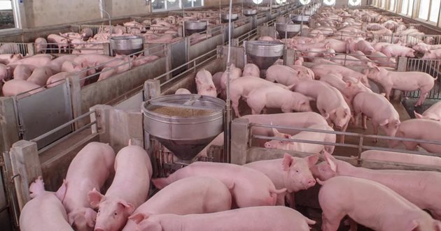 Само високата биосигурност може да спаси свинефермите от заразяване със смъртоносния вирус на африканска чума по свинете Снимка: The Pig Site