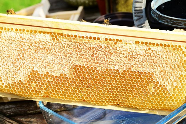 Ако в гнездото са осигурени площи, в които пчелите да изграждат килийки - работнически или търтееви, те оползотворяват отделяния восък.