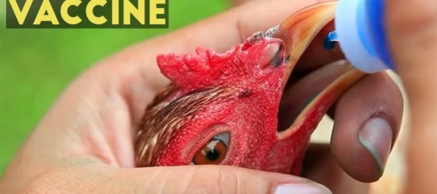 Ваксинират се само здрави птици
Снимка: YouTube/Agribusiness How It Works