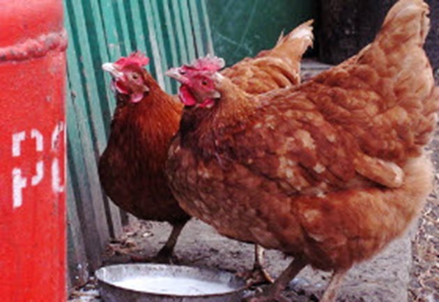 В зависимост от времето и от сезона една кокошка изпива дневно от 200 до 500 мл вода