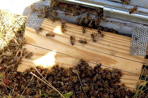 Масовата смърт на пчелите настъпва в най-медоносните райони на Русия. Загинали са над 2000 пчелни семейства в района на Волгоград. Само в района на Самара - повече от 1500 пчелни семейства. Географията на отравяне с пчели е огромна.