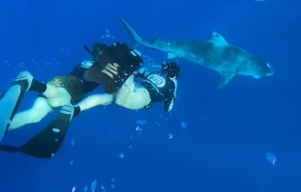 Нина Добрев плува с тигрови акули (Видео)