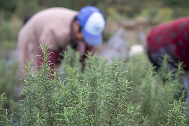 Розмаринът е билка, която е богата на витамини от групата В, А и С. Снимка:Радио Китай