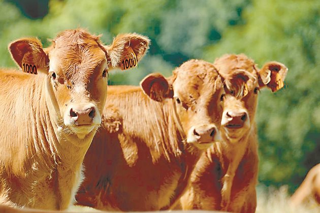 България субсидира телетата, които излизат контрабандно навън. Най-често нелегалният износ е на млади животни с живо тегло около 150 кг.
