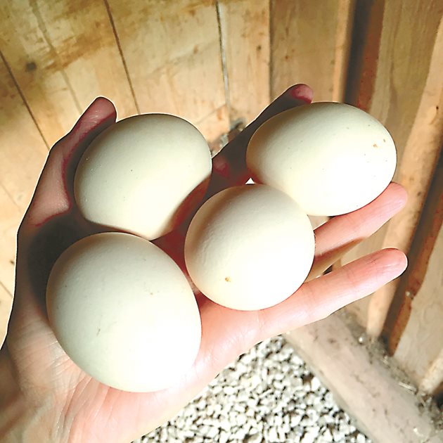 Пригответе „привлекателно” място за снасяне на яйца